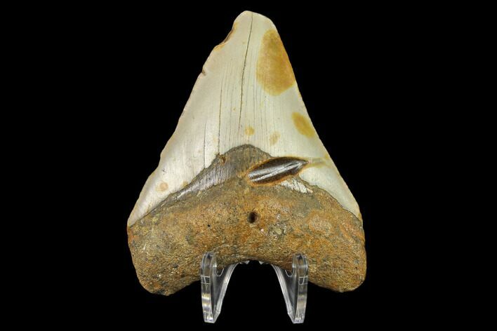 Bargain, Fossil Megalodon Tooth - North Carolina #131593
